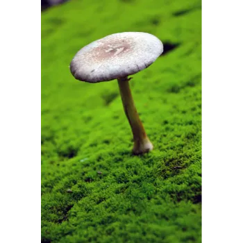 Mushroom (10)-7737129-23200.webp